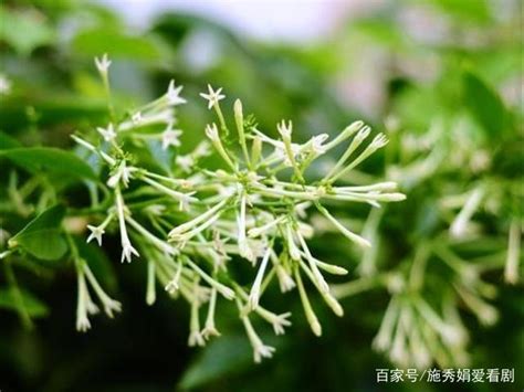 夜來香 植物|介紹不同品種的「夜來香」